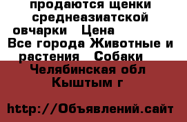 продаются щенки среднеазиатской овчарки › Цена ­ 30 000 - Все города Животные и растения » Собаки   . Челябинская обл.,Кыштым г.